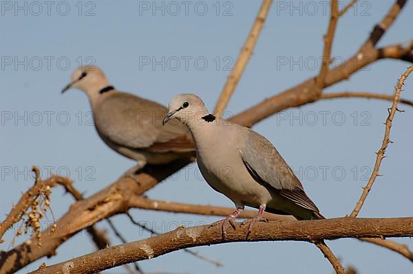 Ring-necked dove