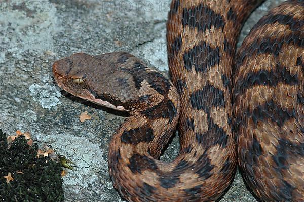 Alpine Asp Viper