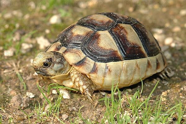 Broad-edged tortoise