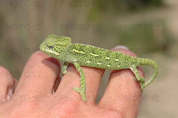 Basilisk chameleon