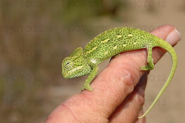 Basilisk chameleon