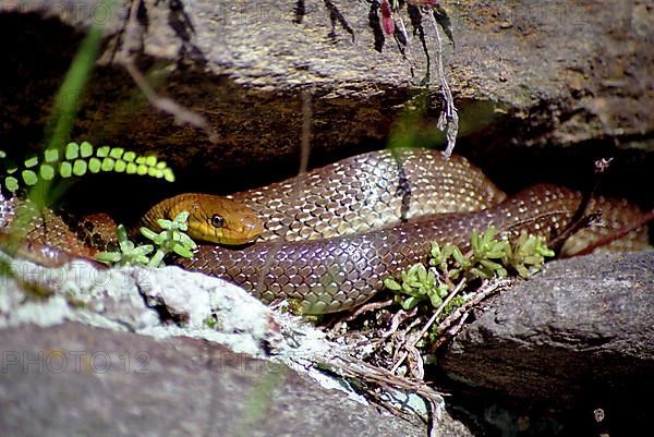 Aesculapian snake