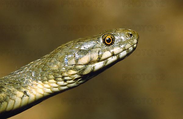 Viperine snake