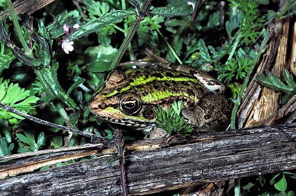 Epiros water frog