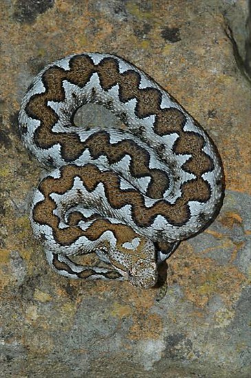 European horned viper