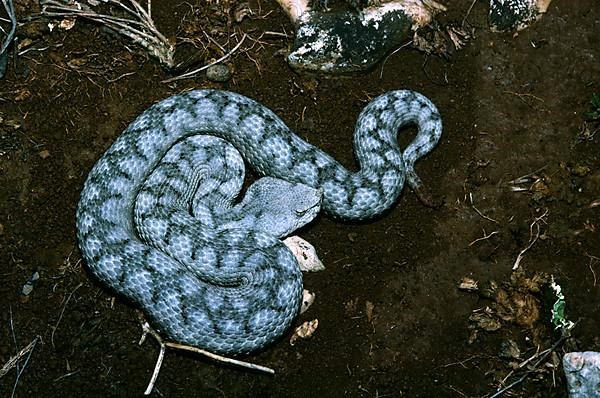 European horned viper