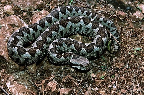 Southern horned viper