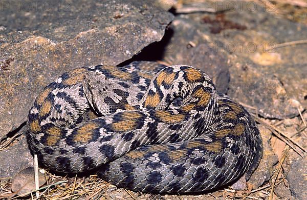 Wagner's mountain viper