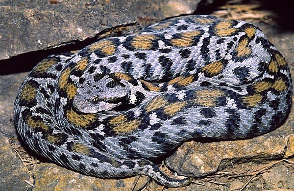 Wagner's mountain viper