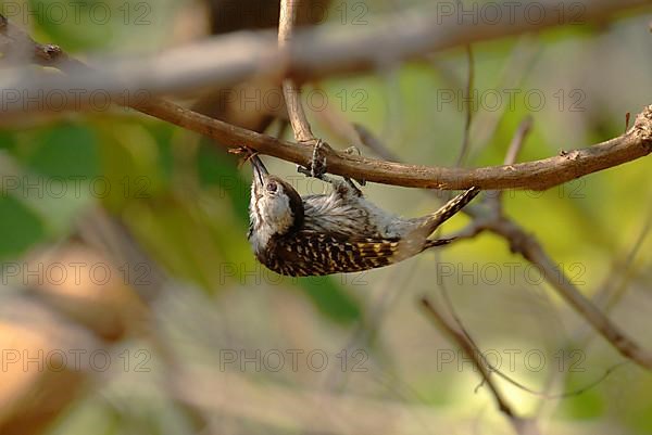 Cardinal Woodpecker