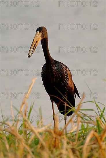 African Open-bill