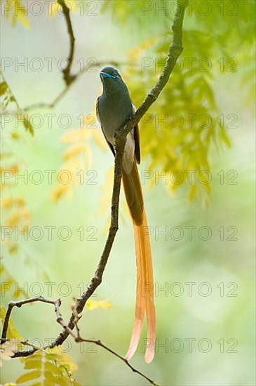 Grey-breasted Paradise Flycatcher