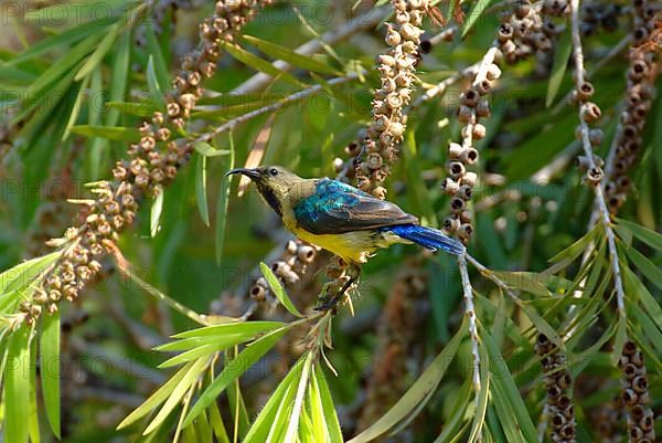 Ornamental Sunbird