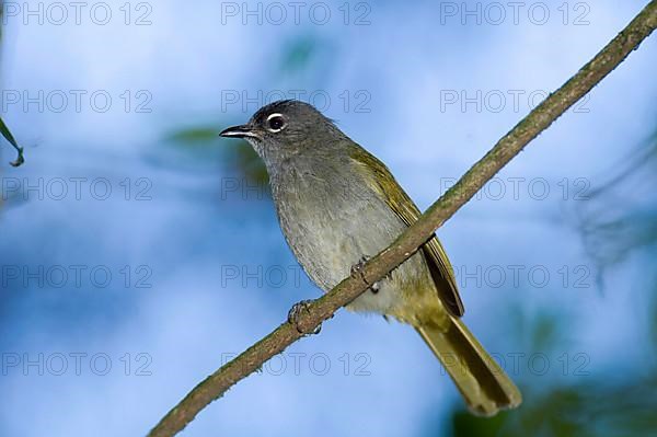 Yellow-bellied Bulbul