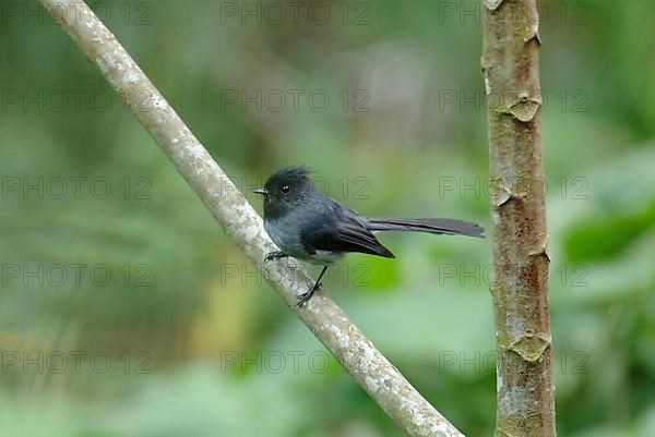 Mountain Crested Flycatcher