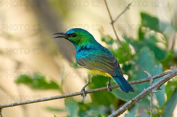 Forest Sunbird