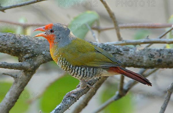 Green-winged Pytilia