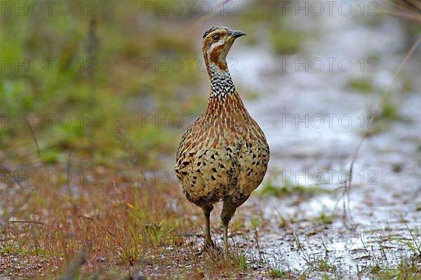 Red-winged Francolin