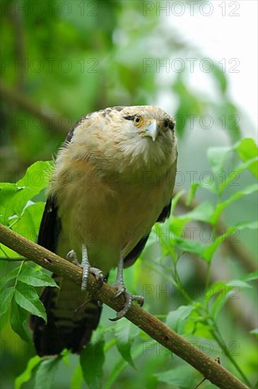 Yellow-headed Caracara