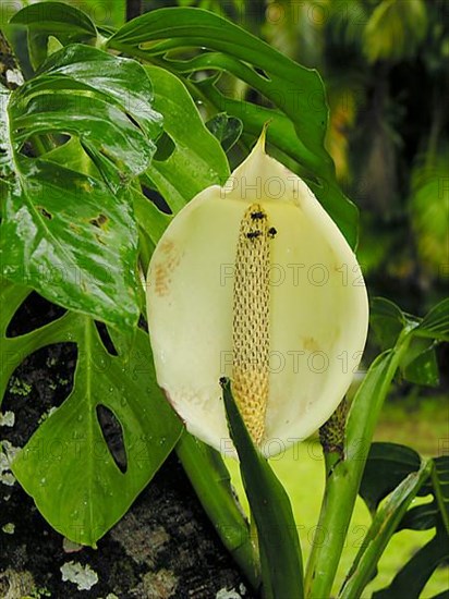 Monstera