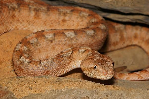 Arabian sand rattle viper