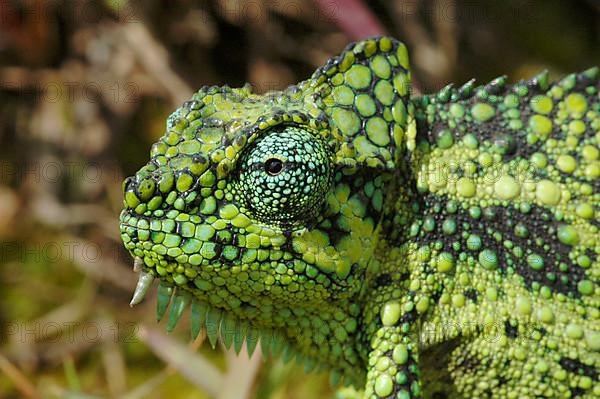 Hohnel's chameleon