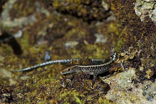 Intertidal skink