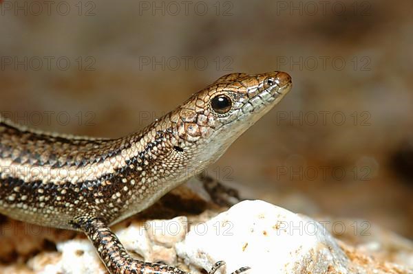 Intertidal skink