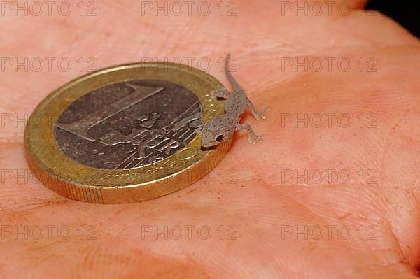 Yellow-headed dwarf gecko