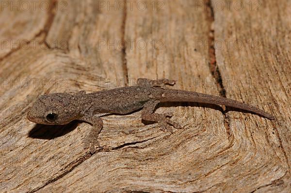 Yellow-headed dwarf gecko