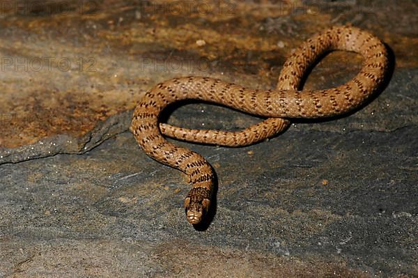 Long-spotted dwarf snake