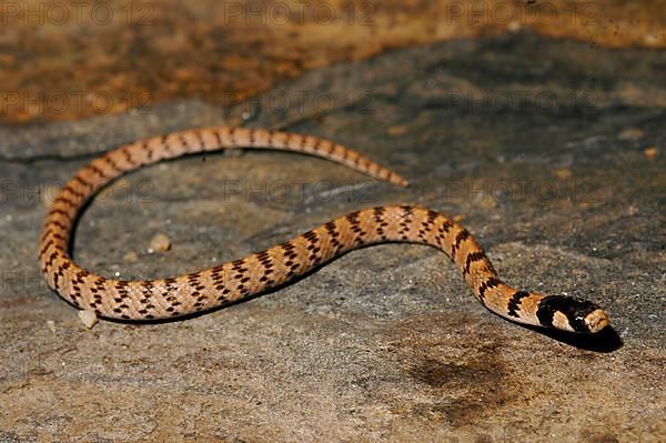 Roth's dwarf snake