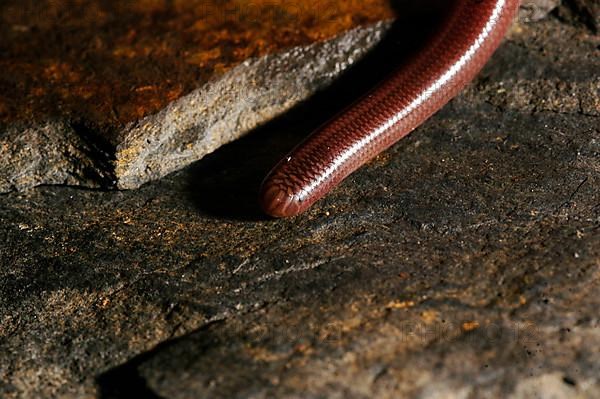 Jordan blind snake