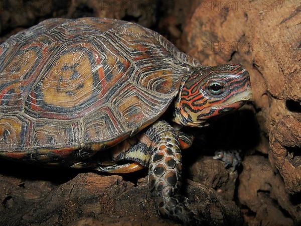 Magnificent earth turtle