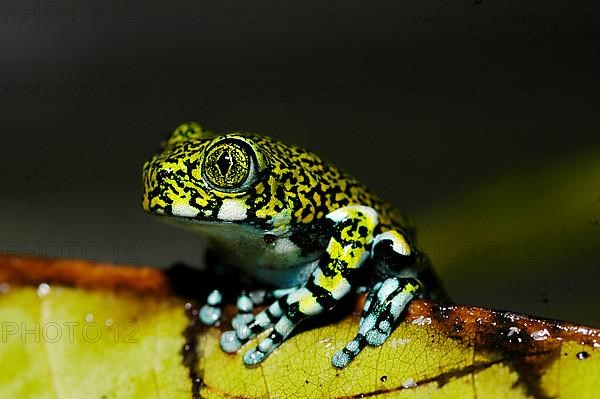 Blue Forest Climbing Frog