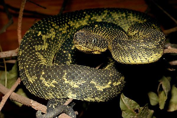 Mount Kenya Bush Viper