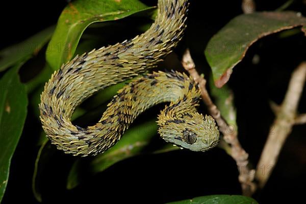 Dusky viper