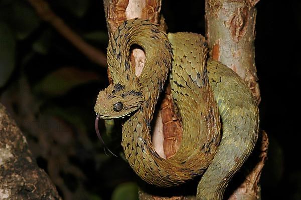 Dusky viper