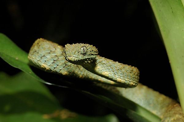 Common bush viper