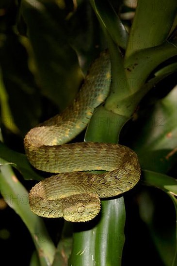 Common bush viper