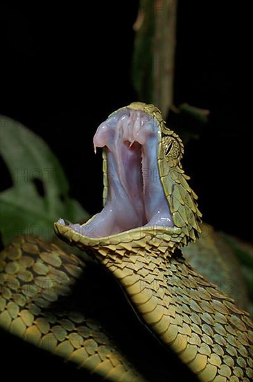 Common bush viper