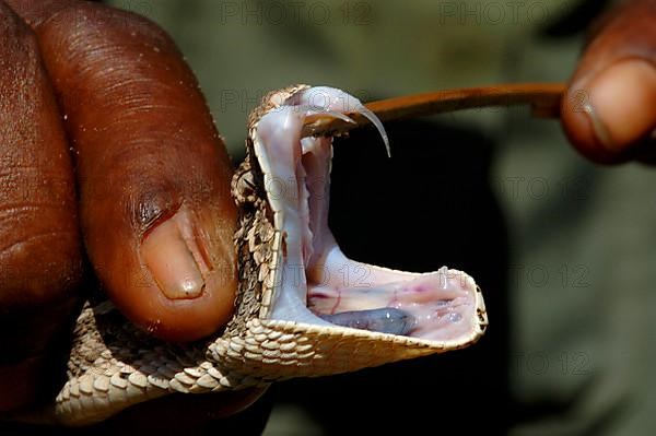 Puff adder