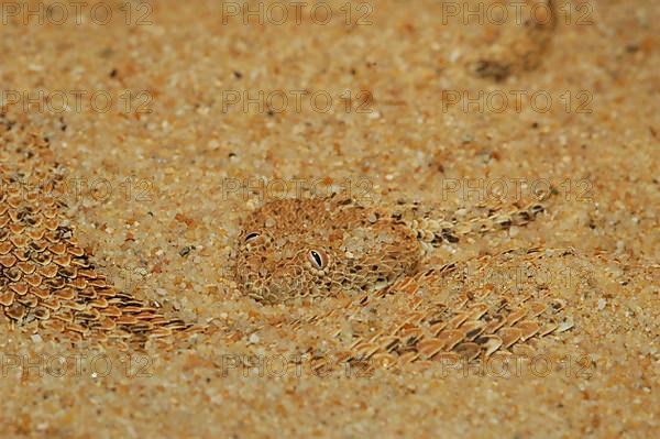 Namib dwarf otter