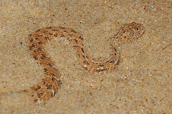 Namib dwarf otter