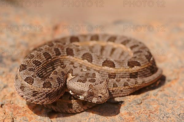 Kenya dwarf puff adder