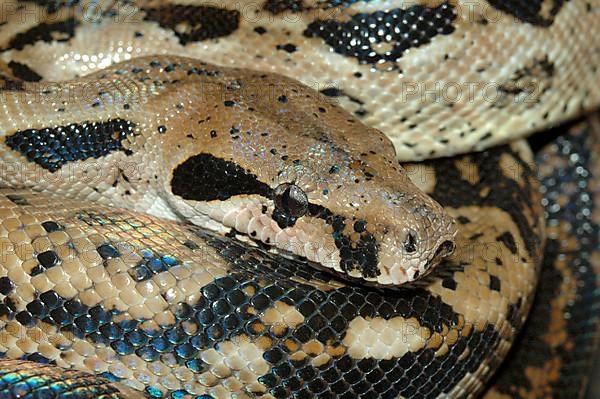 Honduras red-tailed boa