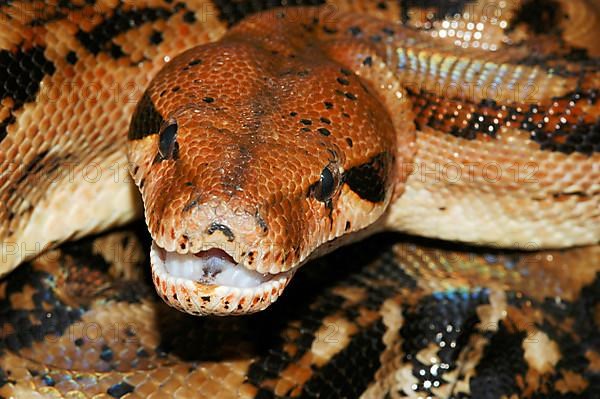 Honduras red-tailed boa