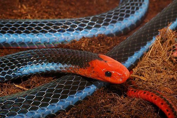 Red-headed abdominal gland viper