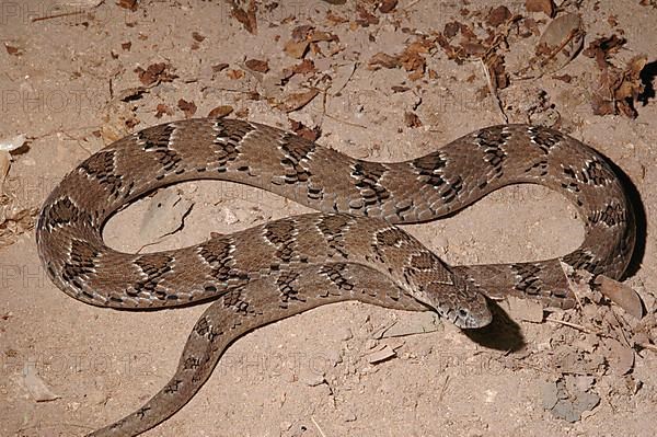 Common toad viper