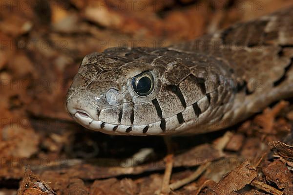 Common toad viper